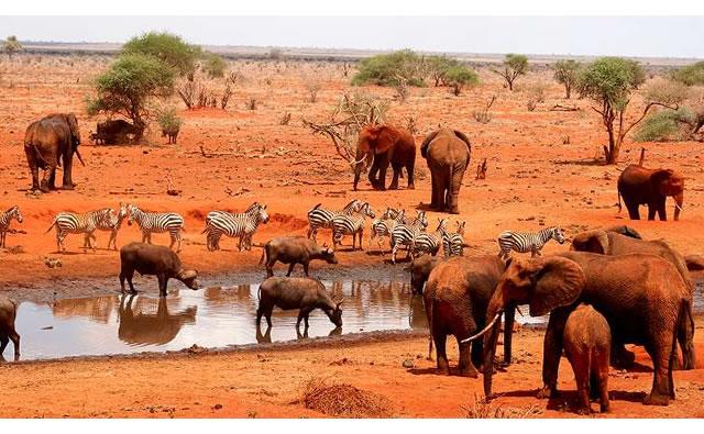 3 Days Tsavo – West & Amboseli