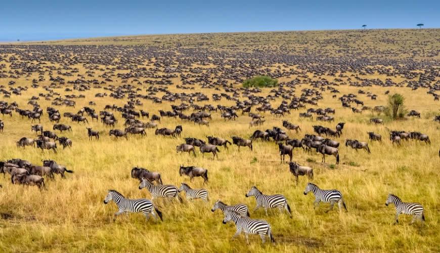 Maasai Mara National Reserve 3 days 2 nights