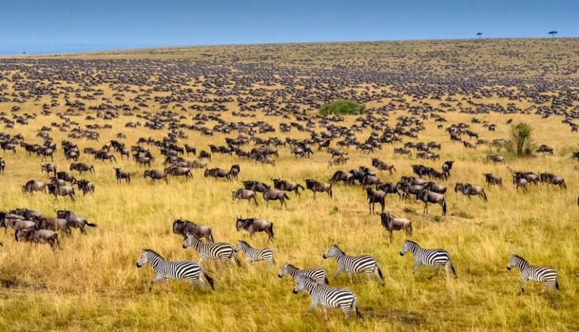 Maasai Mara National Reserve 3 days 2 nights