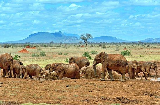 4 Day Tsavo East, Amboseli & Tsavo West