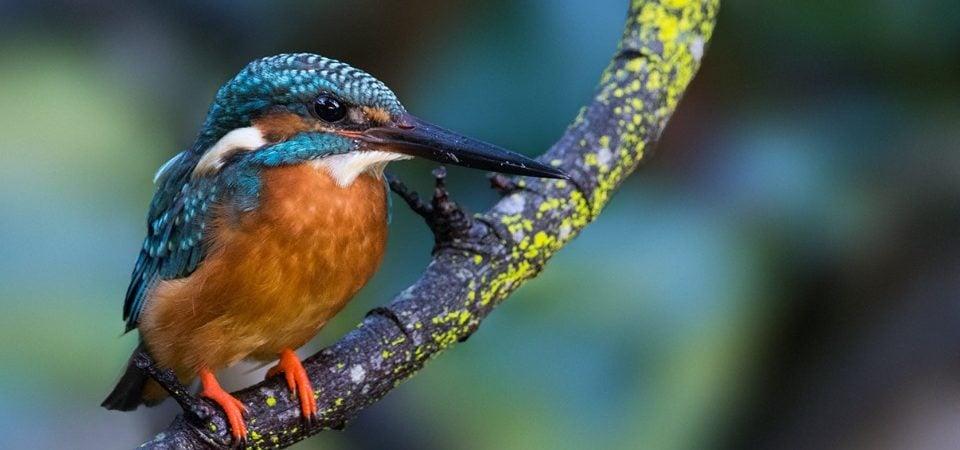 9 Days Exciting Bird Watching